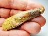 dinosaur TOOTH - SPINOSAURUS AEGYPTIACUS