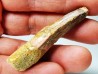 dinosaur TOOTH - SPINOSAURUS AEGYPTIACUS