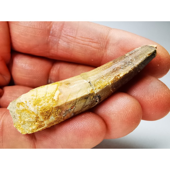 dinosaur TOOTH - SPINOSAURUS AEGYPTIACUS