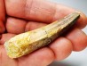 dinosaur TOOTH - SPINOSAURUS AEGYPTIACUS