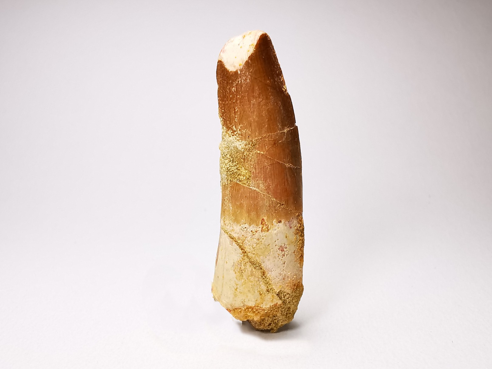 dinosaur TOOTH - SPINOSAURUS AEGYPTIACUS