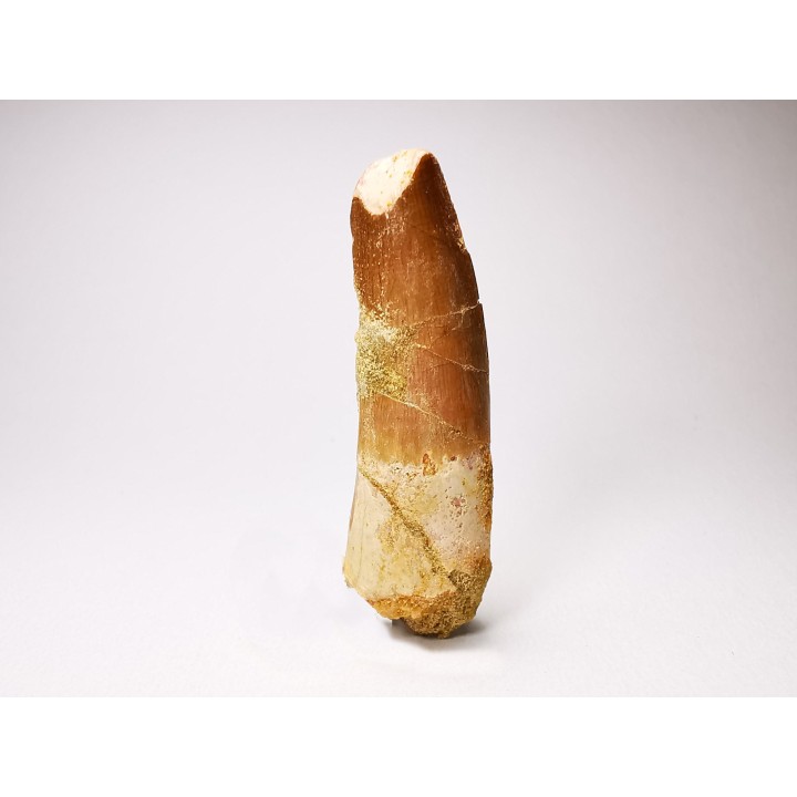 dinosaur TOOTH - SPINOSAURUS AEGYPTIACUS