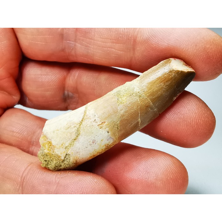 dinosaur TOOTH - SPINOSAURUS AEGYPTIACUS