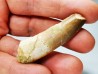 dent de dinosaure SPINOSAURUS AEGYPTIACUS