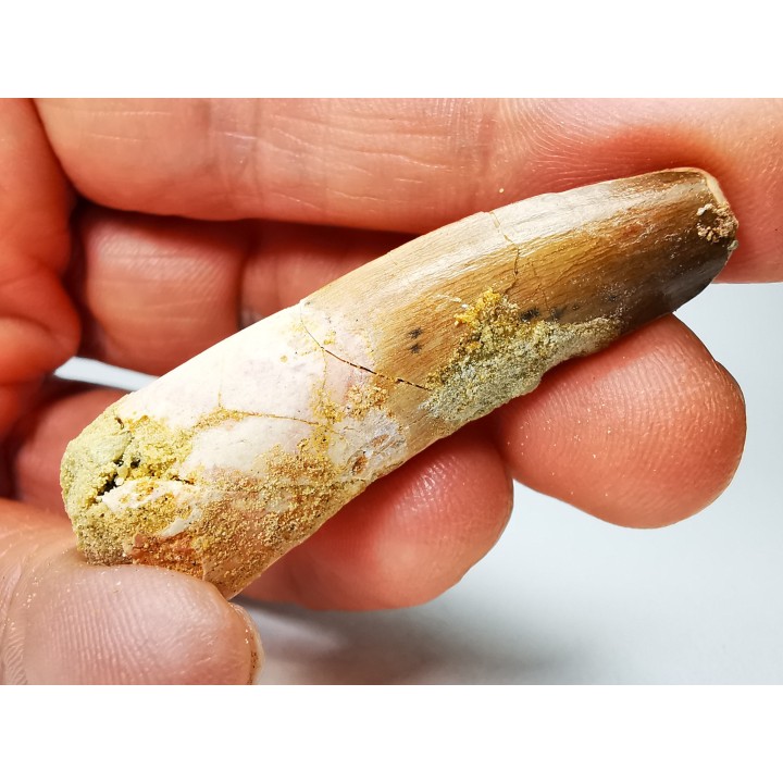 dinosaur TOOTH - SPINOSAURUS AEGYPTIACUS
