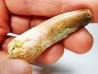 dinosaur TOOTH - SPINOSAURUS AEGYPTIACUS