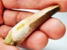 dinosaur TOOTH - SPINOSAURUS AEGYPTIACUS