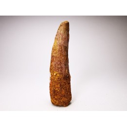 dent de dinosaure SPINOSAURUS AEGYPTIACUS