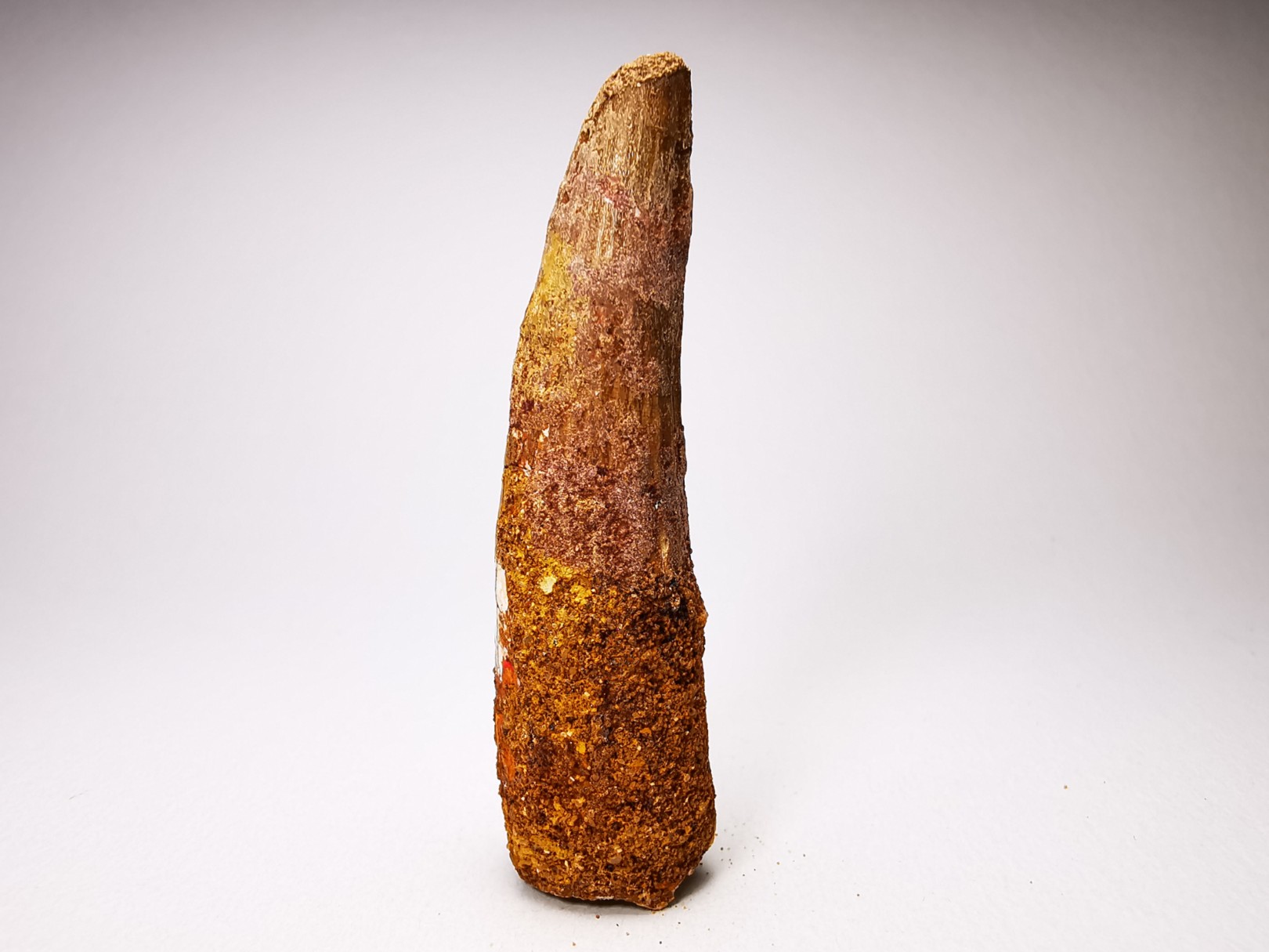 dinosaur TOOTH - SPINOSAURUS AEGYPTIACUS
