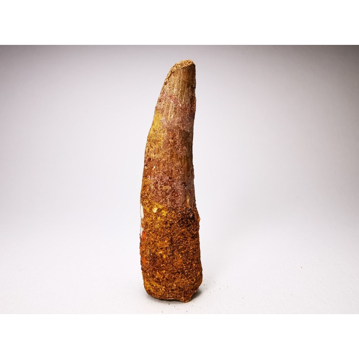 dinosaur TOOTH - SPINOSAURUS AEGYPTIACUS