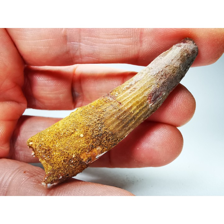 dent de dinosaure SPINOSAURUS AEGYPTIACUS