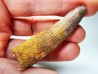 dent de dinosaure SPINOSAURUS AEGYPTIACUS