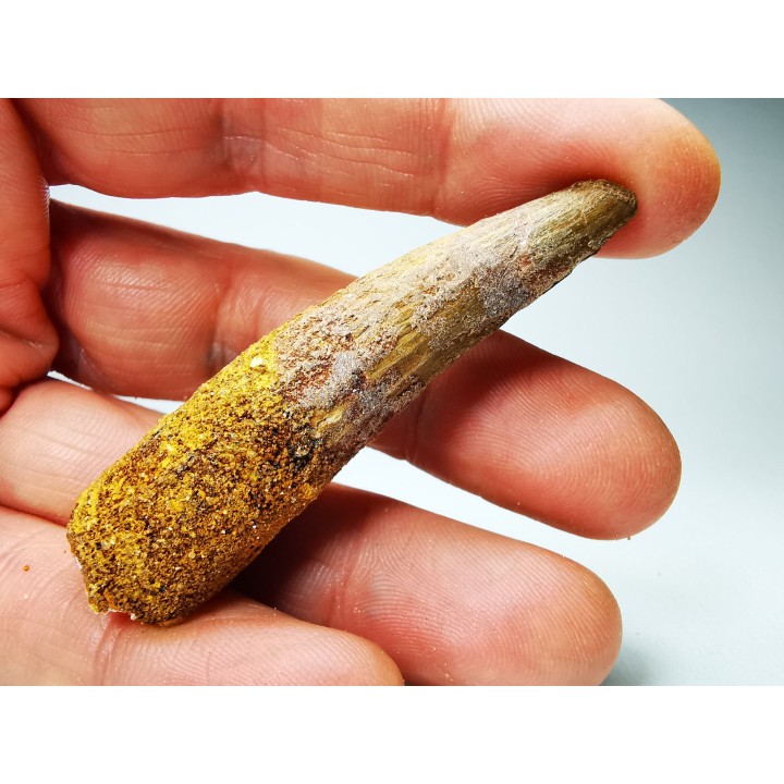 dinosaur TOOTH - SPINOSAURUS AEGYPTIACUS