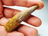 dinosaur TOOTH - SPINOSAURUS AEGYPTIACUS