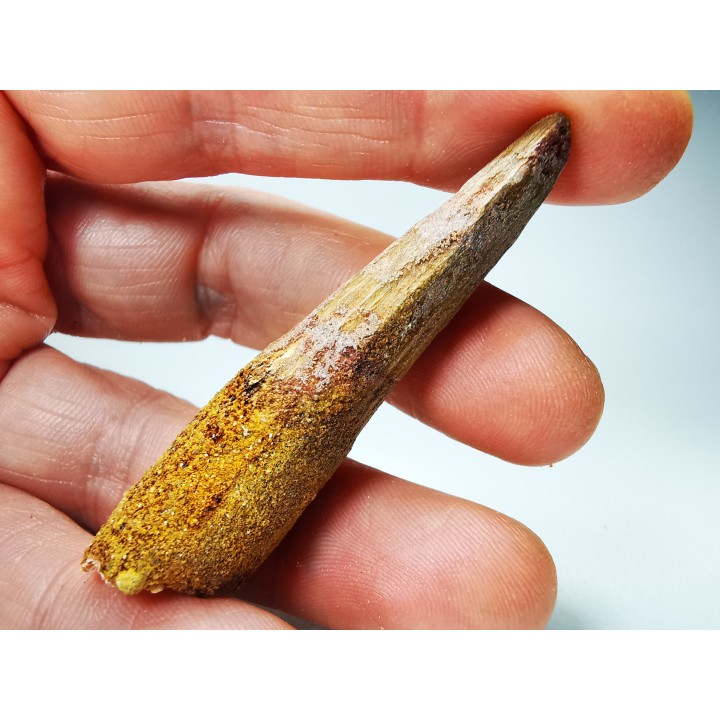 dent de dinosaure SPINOSAURUS AEGYPTIACUS