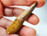 dent de dinosaure SPINOSAURUS AEGYPTIACUS