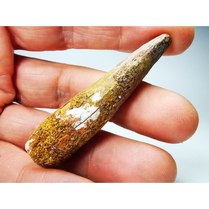 dinosaur TOOTH - SPINOSAURUS AEGYPTIACUS