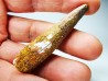 dinosaur TOOTH - SPINOSAURUS AEGYPTIACUS