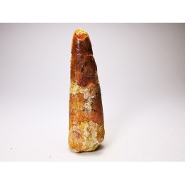 dinosaur TOOTH - SPINOSAURUS AEGYPTIACUS