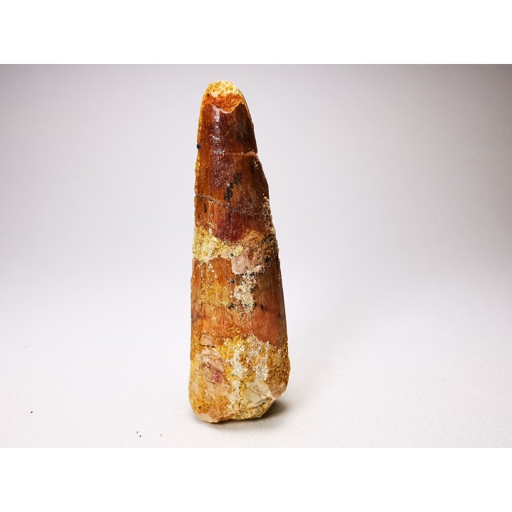 dinosaur TOOTH - SPINOSAURUS AEGYPTIACUS