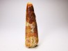 dinosaur TOOTH - SPINOSAURUS AEGYPTIACUS