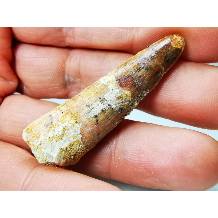 dinosaur TOOTH - SPINOSAURUS AEGYPTIACUS