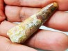 dinosaur TOOTH - SPINOSAURUS AEGYPTIACUS
