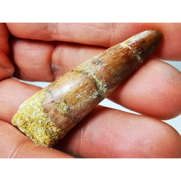 dinosaur TOOTH - SPINOSAURUS AEGYPTIACUS