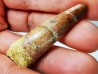 dinosaur TOOTH - SPINOSAURUS AEGYPTIACUS