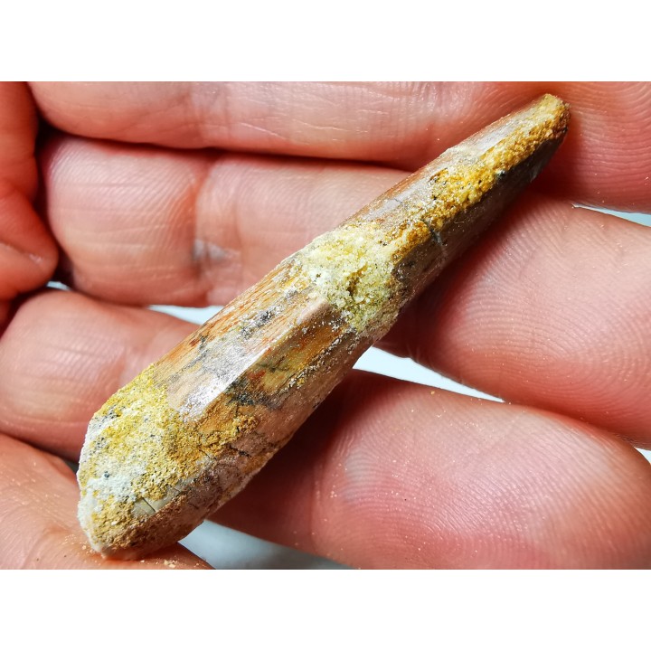 dinosaur TOOTH - SPINOSAURUS AEGYPTIACUS