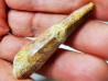 dinosaur TOOTH - SPINOSAURUS AEGYPTIACUS