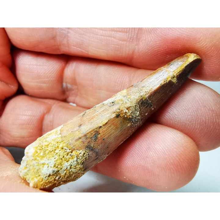 dinosaur TOOTH - SPINOSAURUS AEGYPTIACUS
