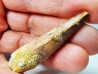 dinosaur TOOTH - SPINOSAURUS AEGYPTIACUS