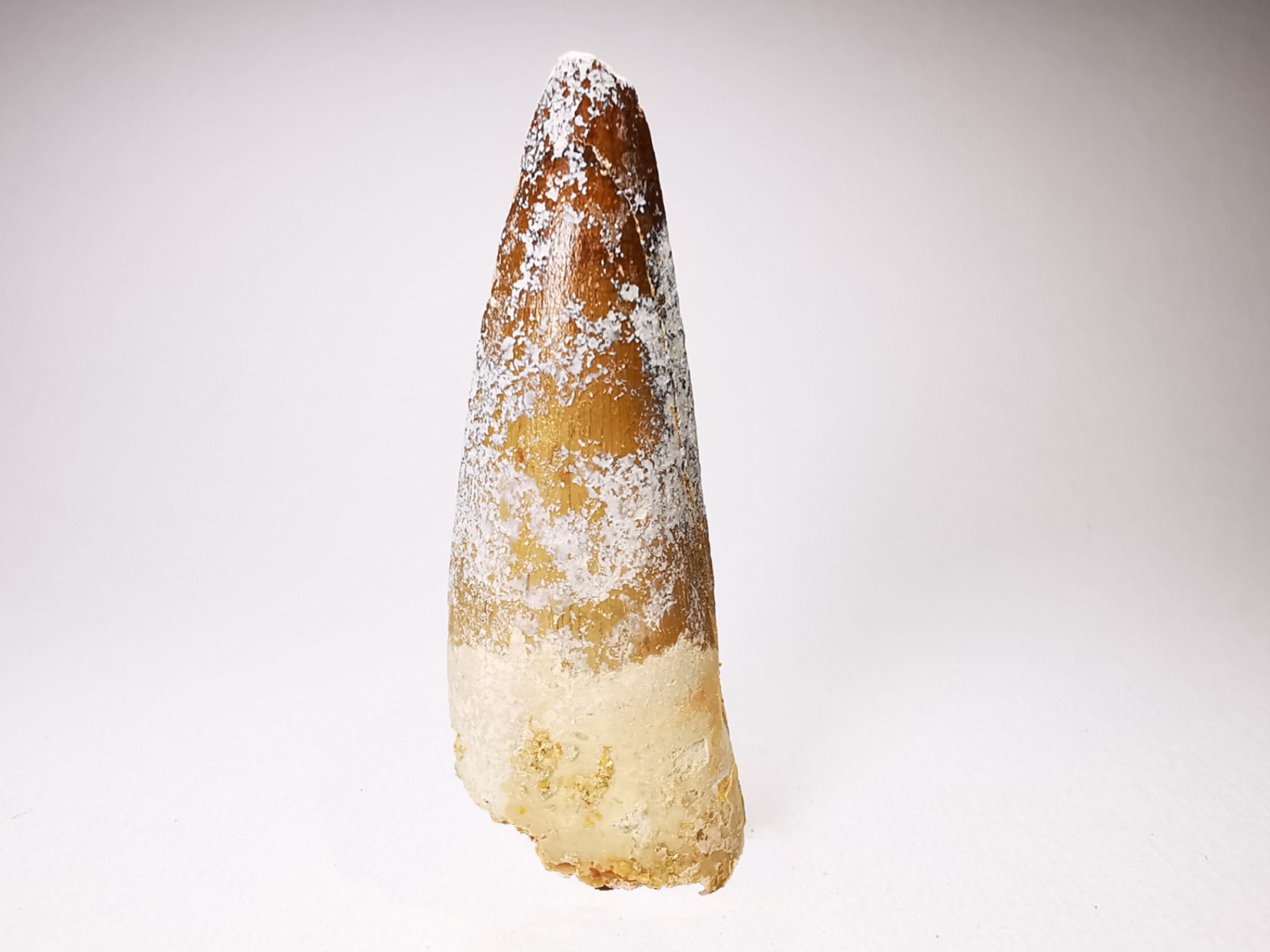 dinosaur TOOTH - SPINOSAURUS AEGYPTIACUS
