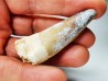 dinosaur TOOTH - SPINOSAURUS AEGYPTIACUS