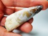 dinosaur TOOTH - SPINOSAURUS AEGYPTIACUS