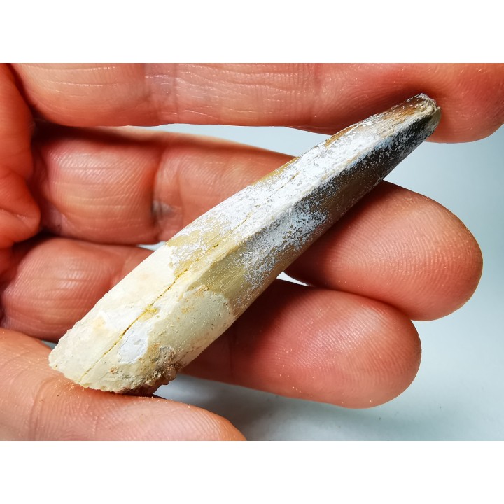dinosaur TOOTH - SPINOSAURUS AEGYPTIACUS