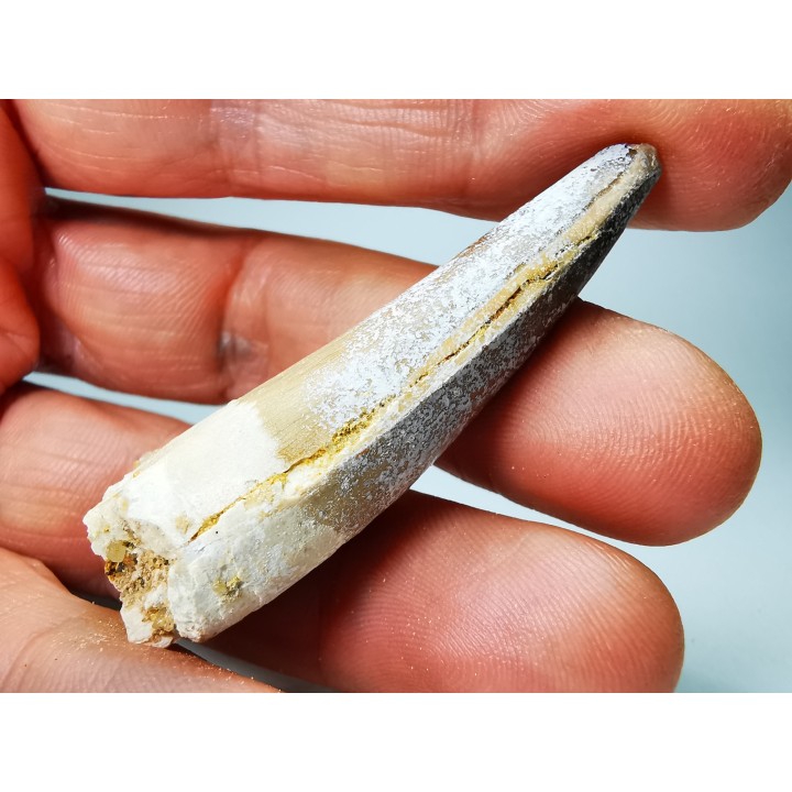 dent de dinosaure SPINOSAURUS AEGYPTIACUS