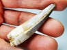 dinosaur TOOTH - SPINOSAURUS AEGYPTIACUS