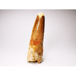dinosaur TOOTH - SPINOSAURUS AEGYPTIACUS