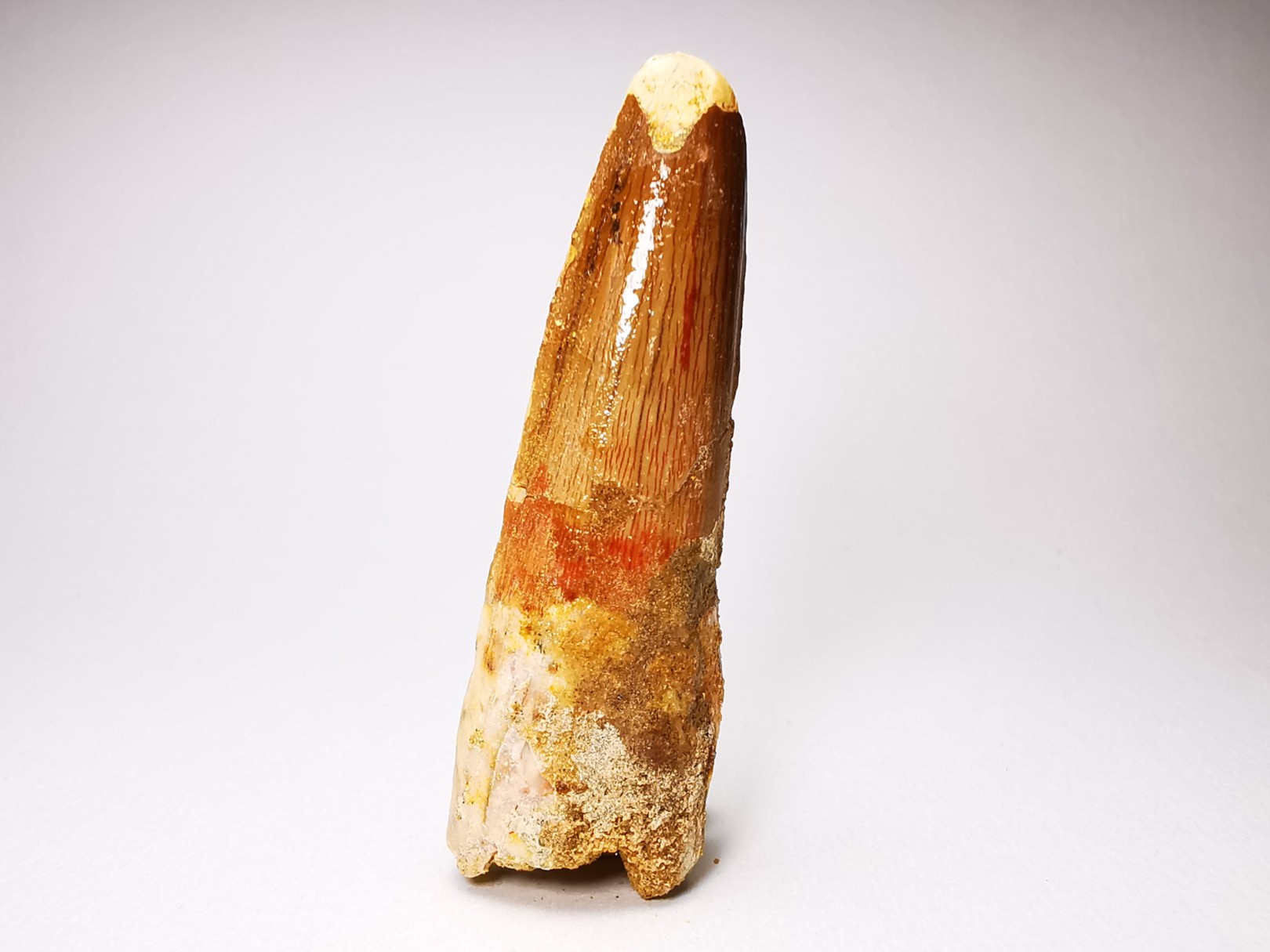 dinosaur TOOTH - SPINOSAURUS AEGYPTIACUS