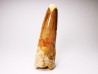 dinosaur TOOTH - SPINOSAURUS AEGYPTIACUS