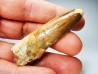 dinosaur TOOTH - SPINOSAURUS AEGYPTIACUS