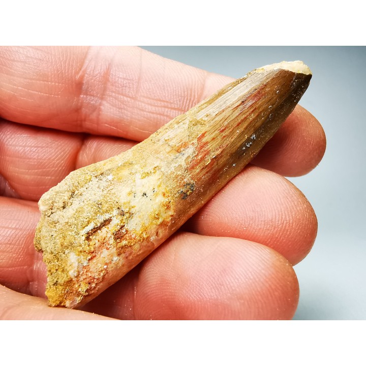 dent de dinosaure SPINOSAURUS AEGYPTIACUS