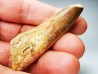dinosaur TOOTH - SPINOSAURUS AEGYPTIACUS