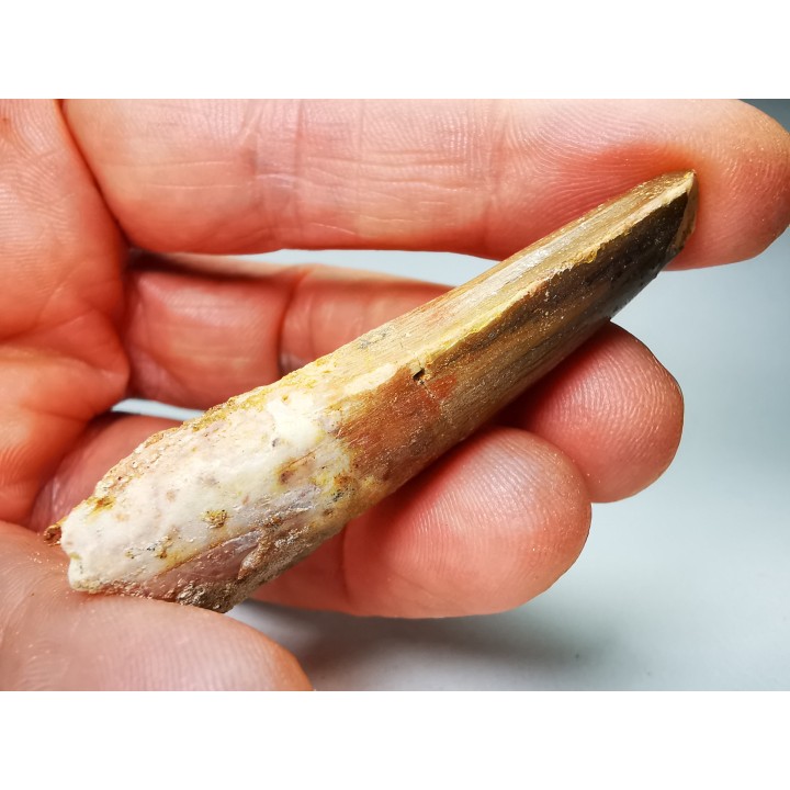 dinosaur TOOTH - SPINOSAURUS AEGYPTIACUS