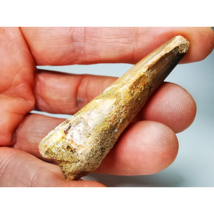 dinosaur TOOTH - SPINOSAURUS AEGYPTIACUS