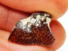 AMBER from Brazil