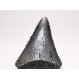 Dent fossile du GRAND REQUIN BLANC : Carcharodon carcharias