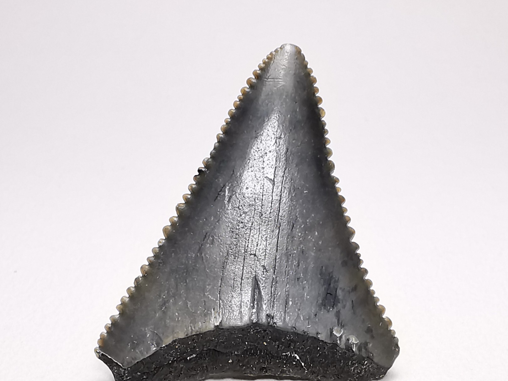 Dent fossile du GRAND REQUIN BLANC : Carcharodon carcharias